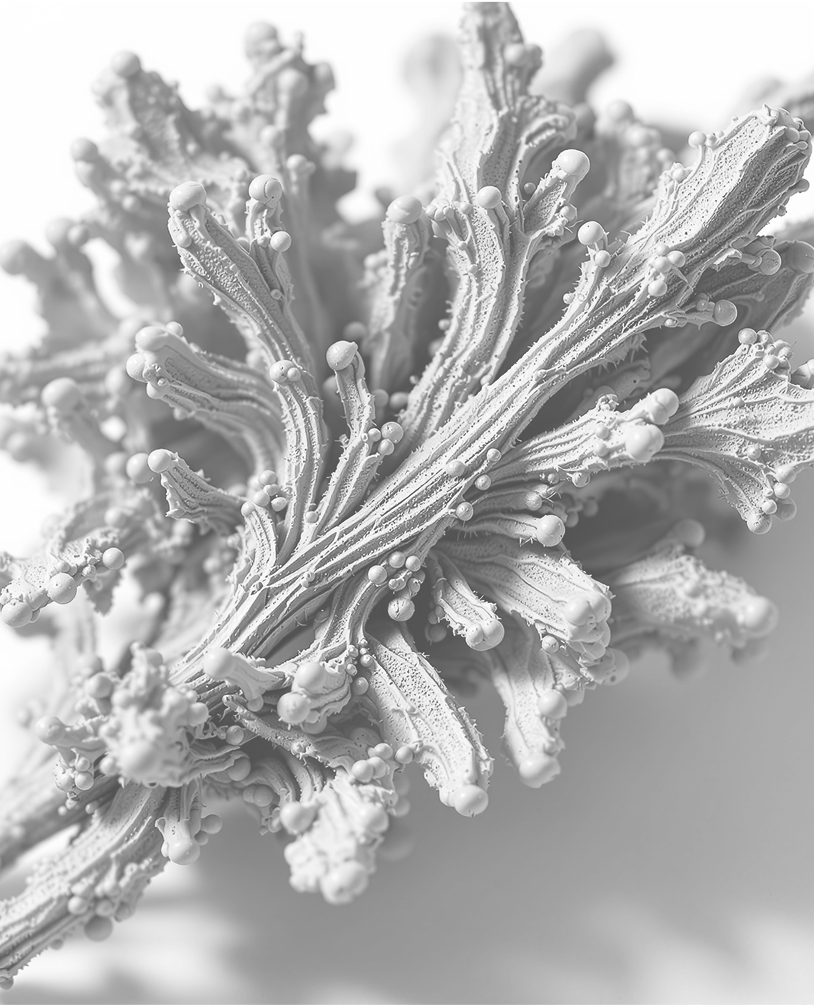 RHODIOLA